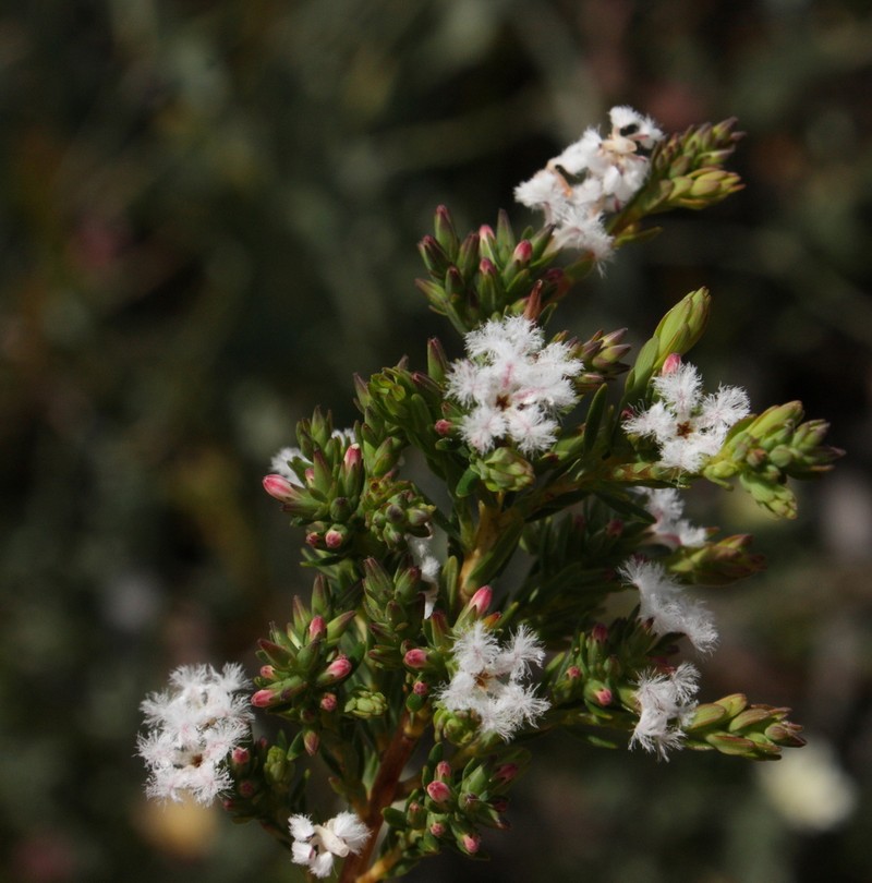 Leucopogon stenophyllus photo 5