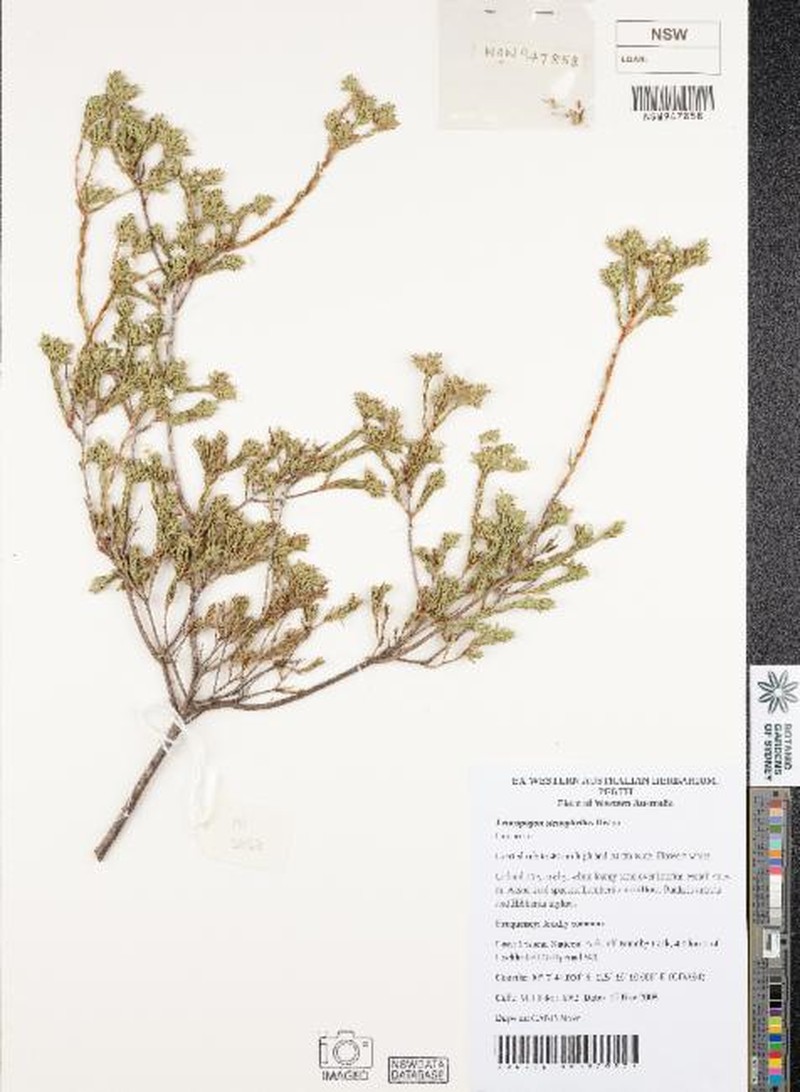 Leucopogon stenophyllus photo 6