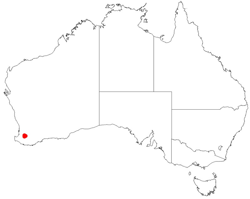 Leucopogon subsejunctus