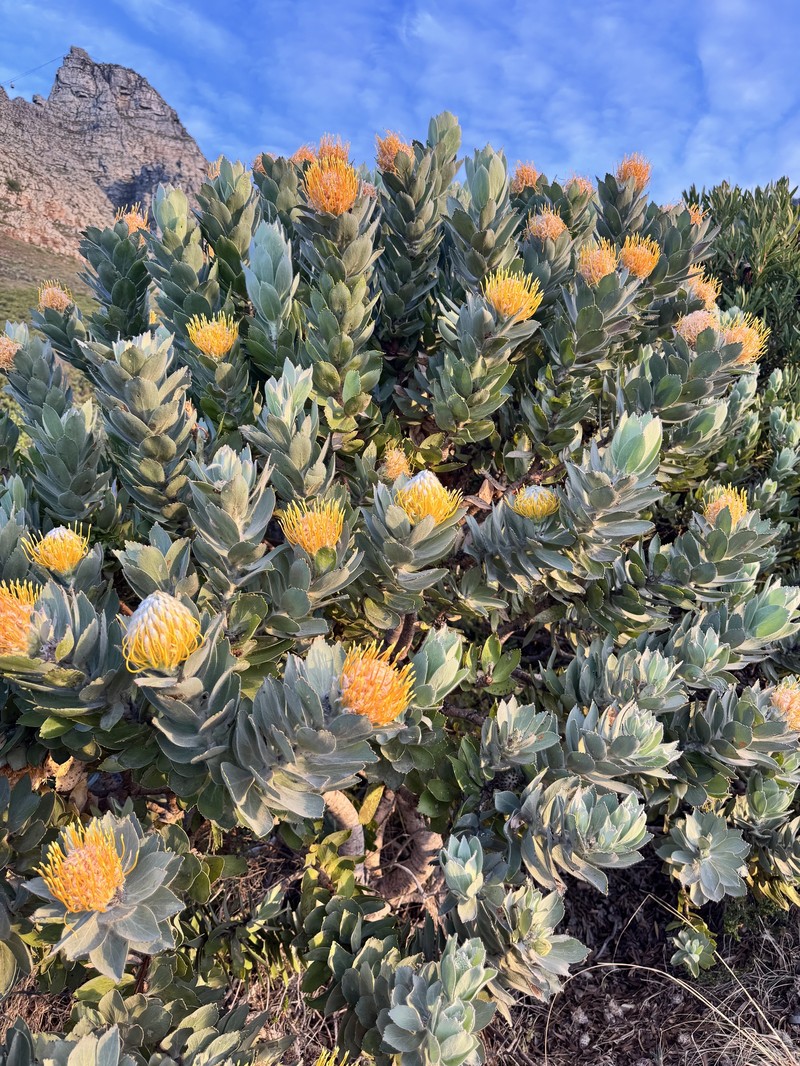 Leucospermum conocarpodendron subsp. conocarpodendron