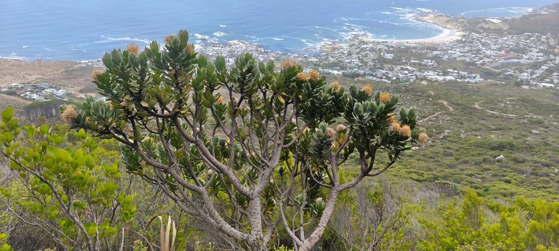 Leucospermum conocarpodendron subsp. conocarpodendron photo 2