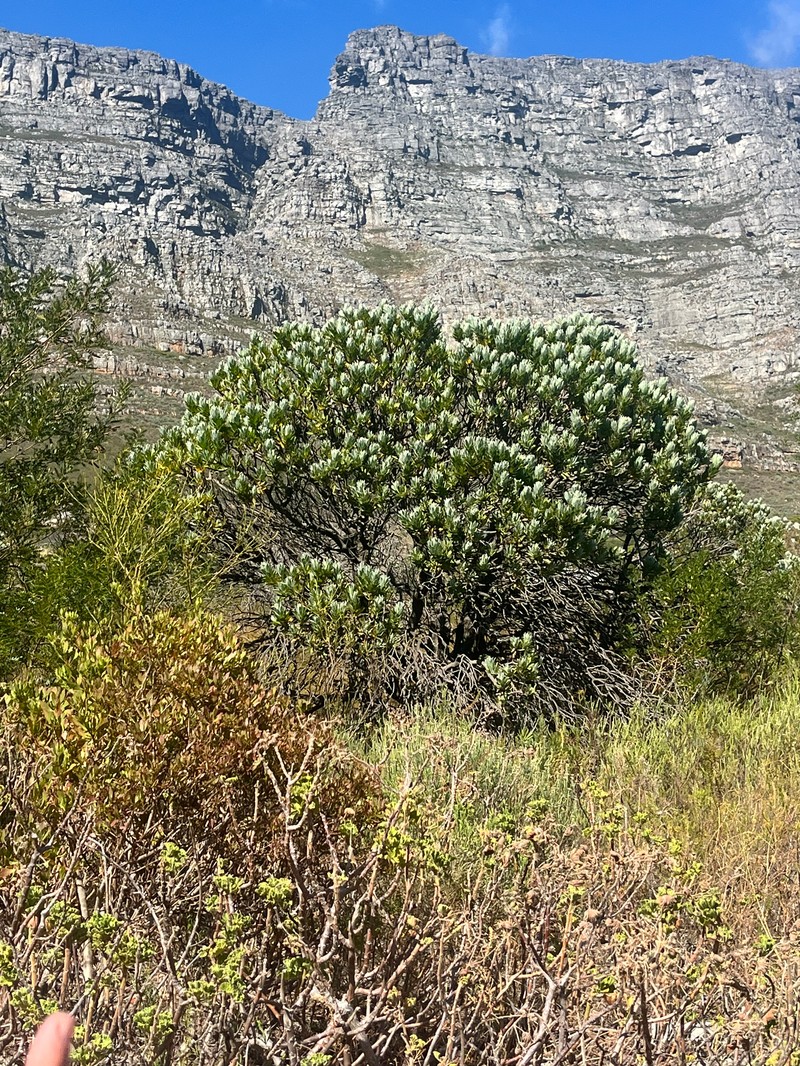 Leucospermum conocarpodendron subsp. conocarpodendron photo 3