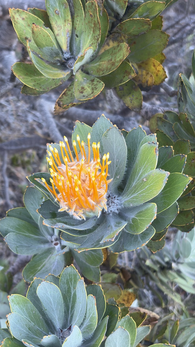 Leucospermum conocarpodendron subsp. conocarpodendron photo 4