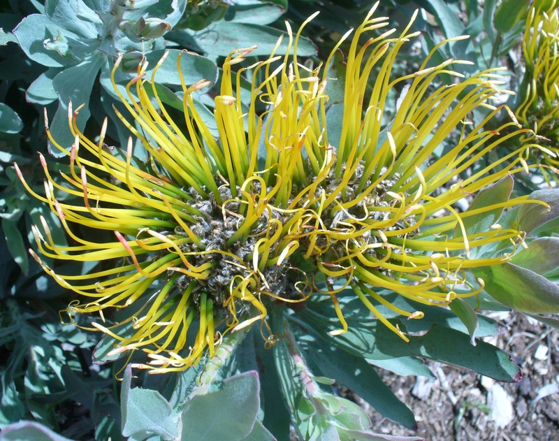 Leucospermum formosum