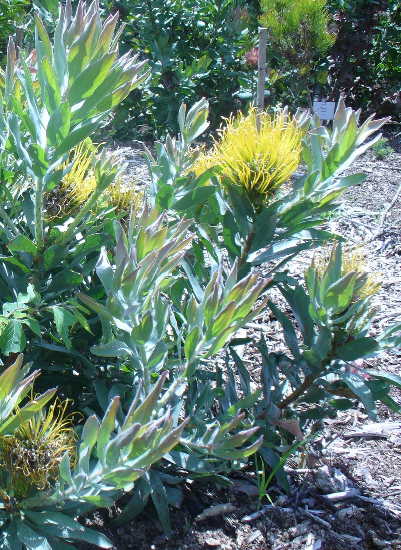 Leucospermum formosum photo 2