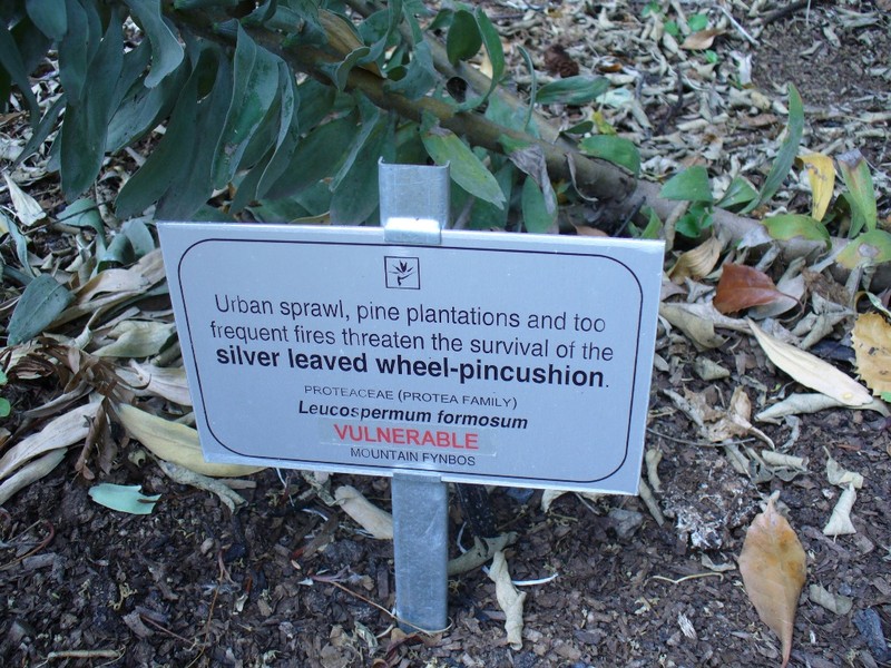 Leucospermum formosum photo 3