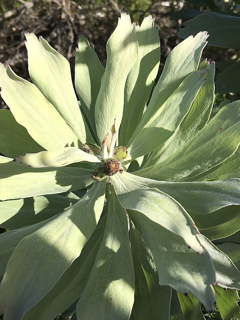 Leucospermum formosum photo 4