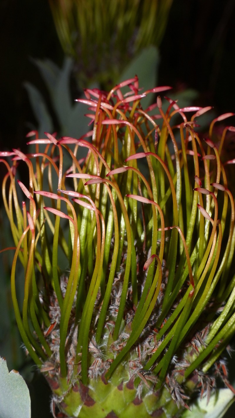 Leucospermum formosum photo 5
