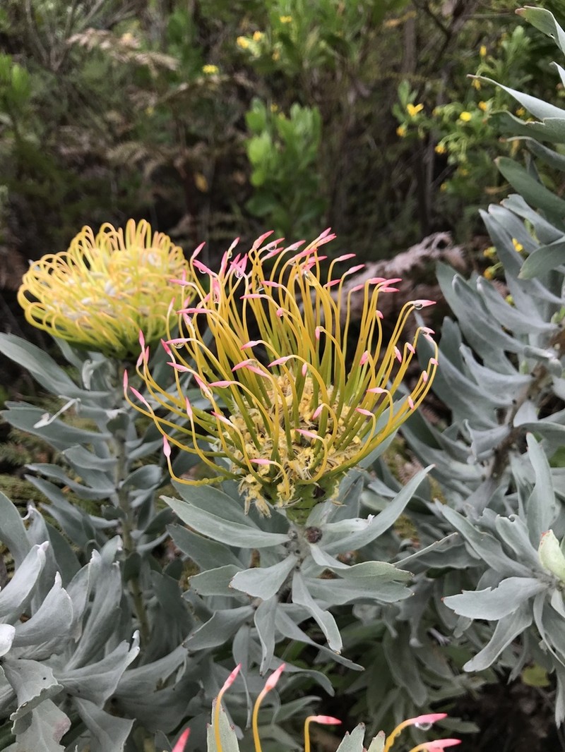 Leucospermum formosum photo 6