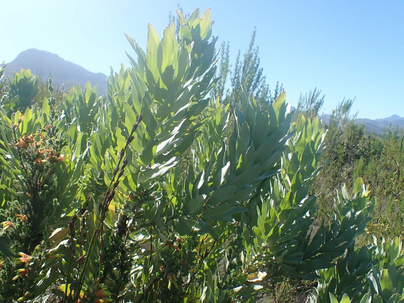 Leucospermum formosum photo 7