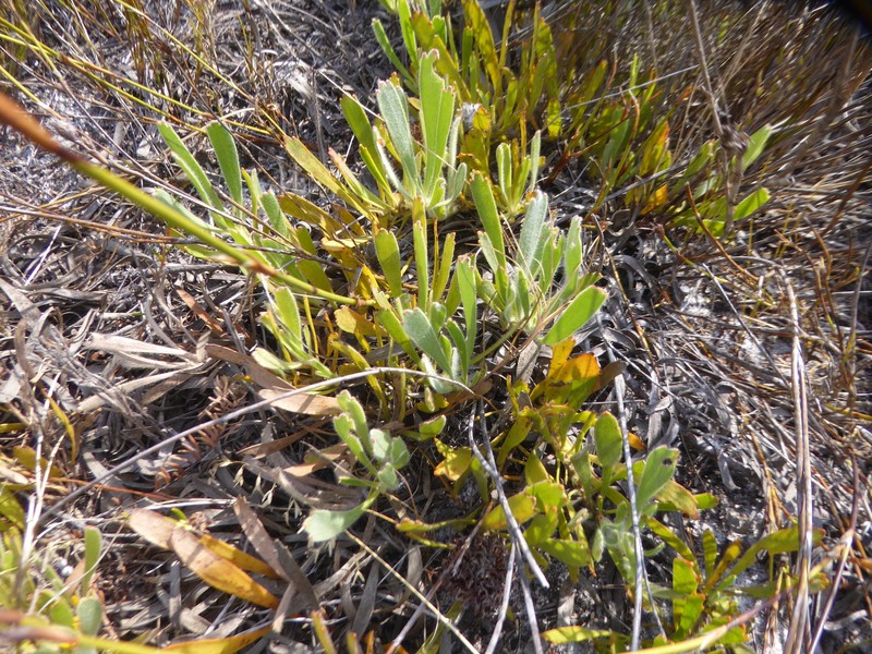 Leucospermum hypophyllocarpodendron subsp. hypophyllocarpodendron
