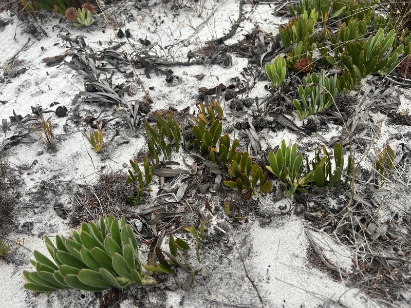 Leucospermum hypophyllocarpodendron subsp. hypophyllocarpodendron photo 2