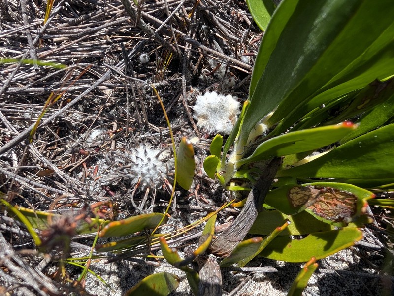 Leucospermum hypophyllocarpodendron subsp. hypophyllocarpodendron photo 3