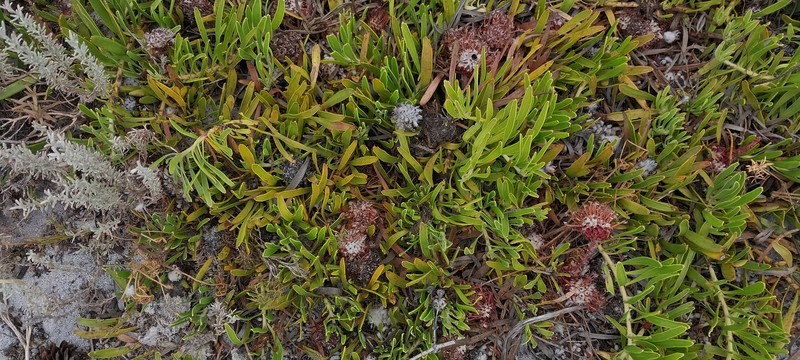 Leucospermum hypophyllocarpodendron subsp. hypophyllocarpodendron photo 4