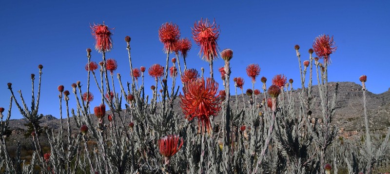 Leucospermum reflexum var. reflexum