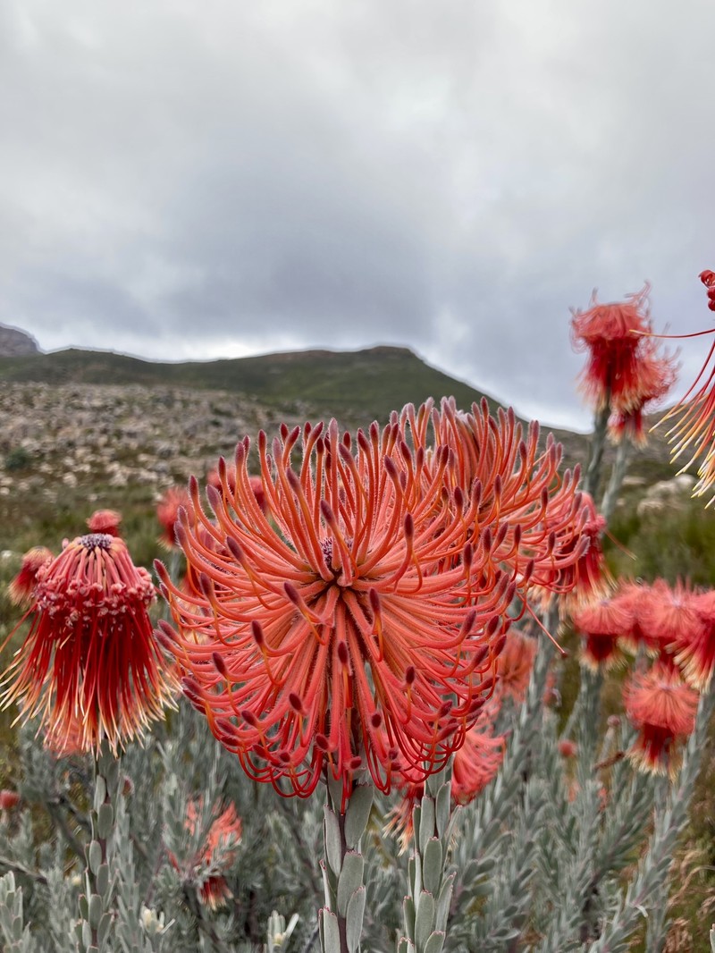 Leucospermum reflexum var. reflexum photo 2
