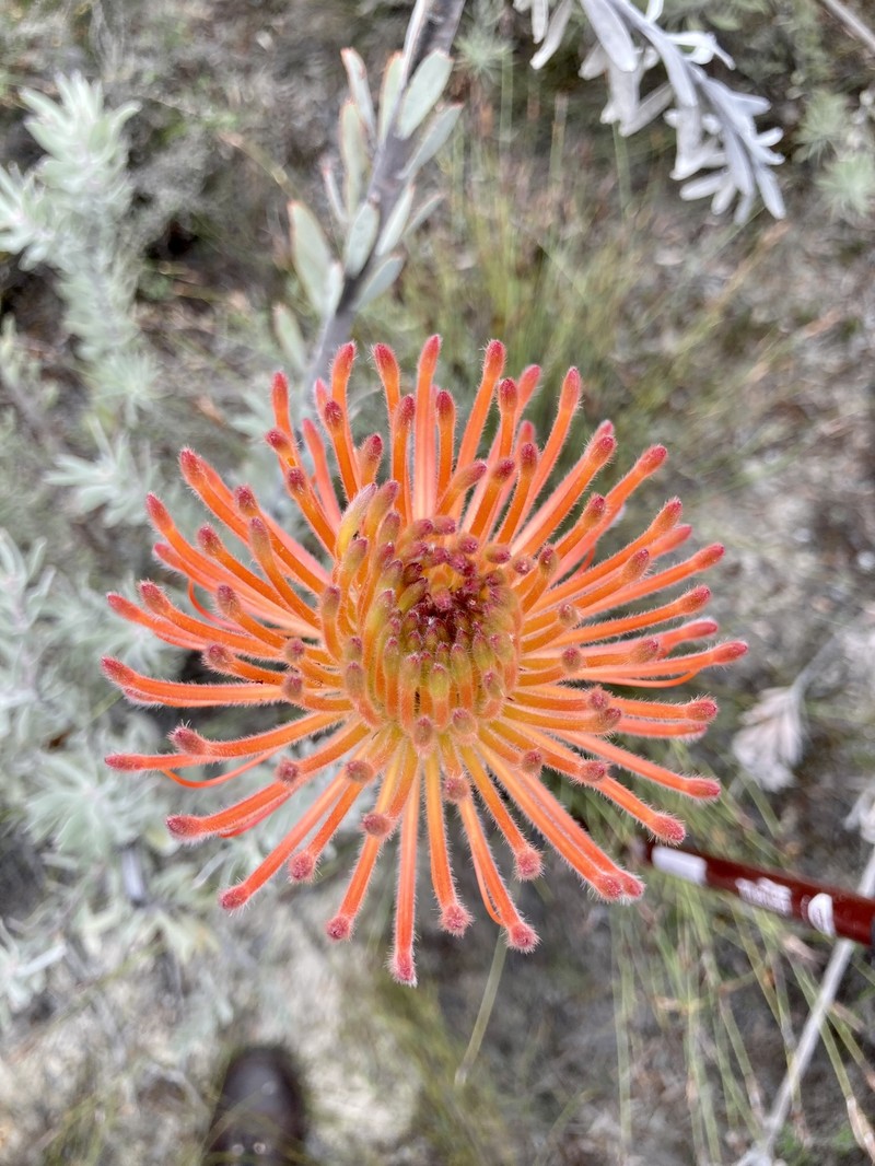 Leucospermum reflexum var. reflexum photo 4
