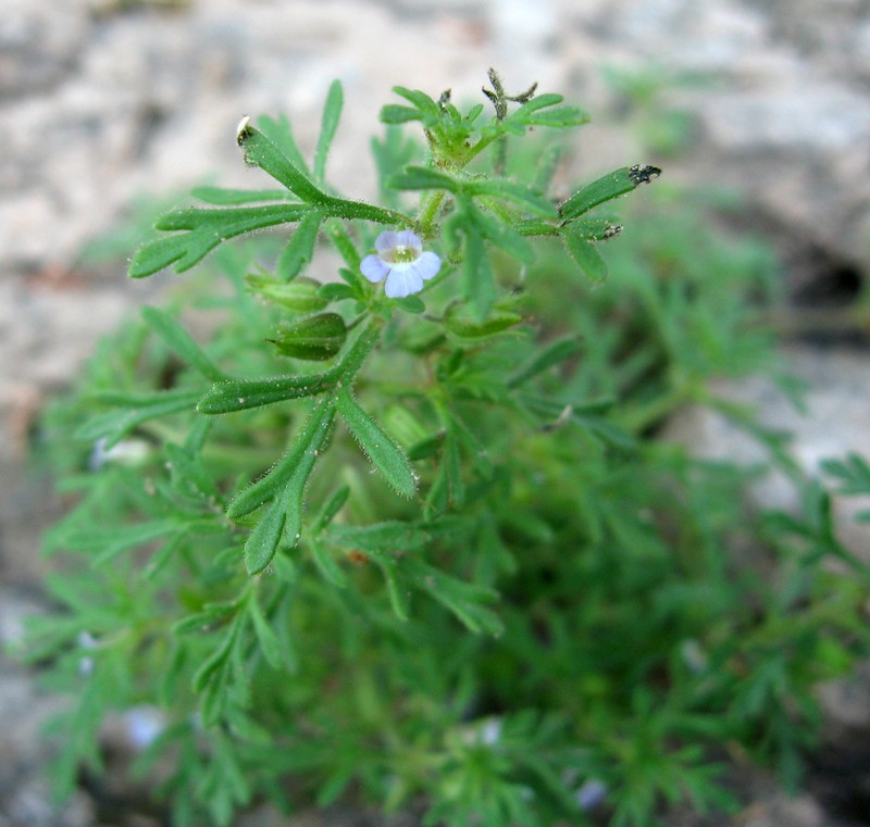 Narrowleaf Paleseed