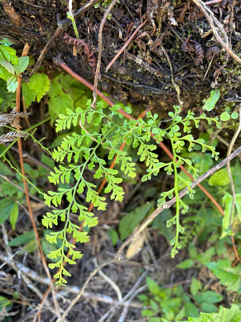 Leucostegia amplissima