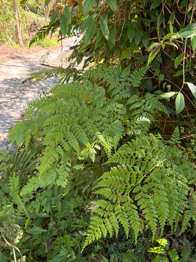 Leucostegia amplissima photo 6