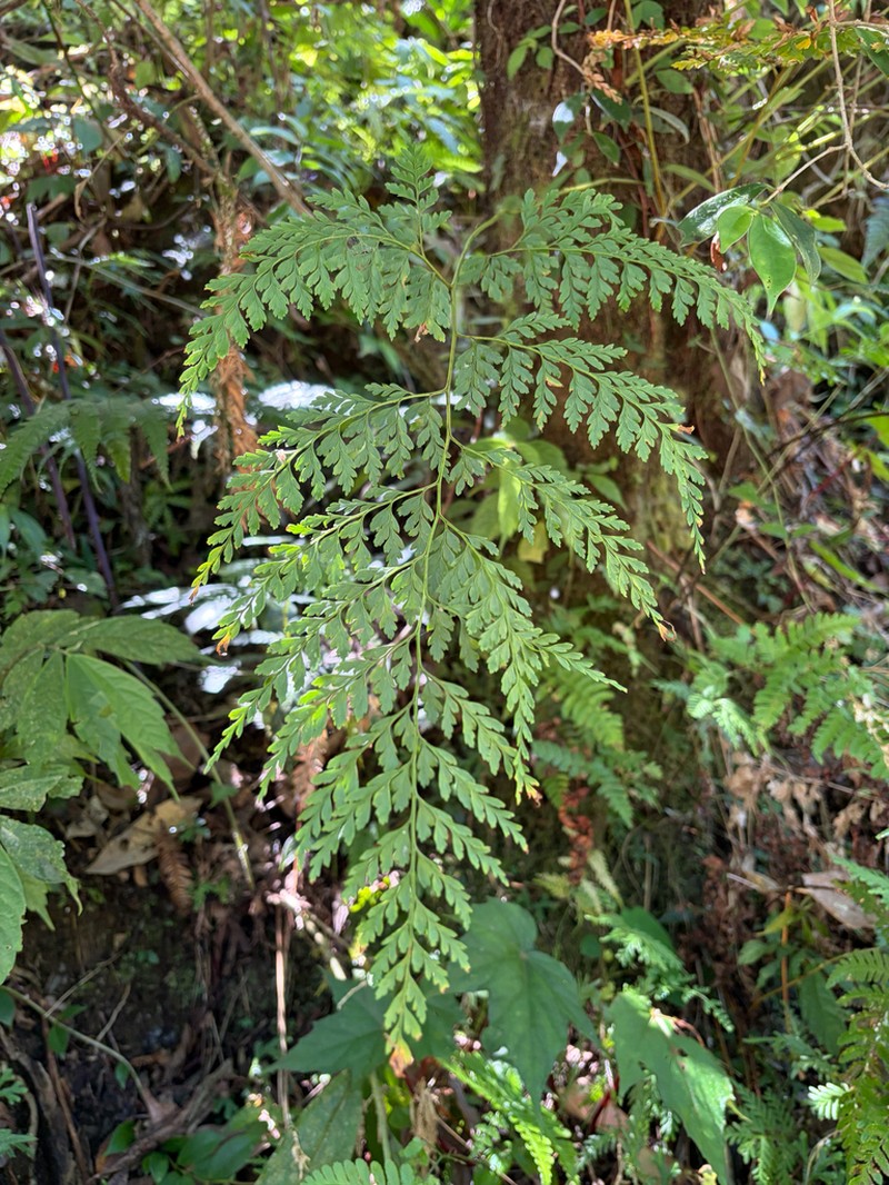Leucostegia amplissima photo 8