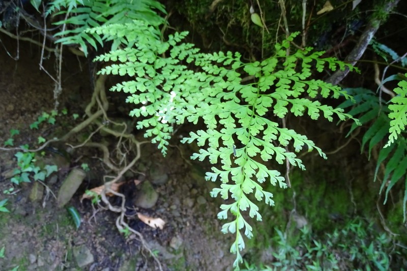 Leucostegia immersa