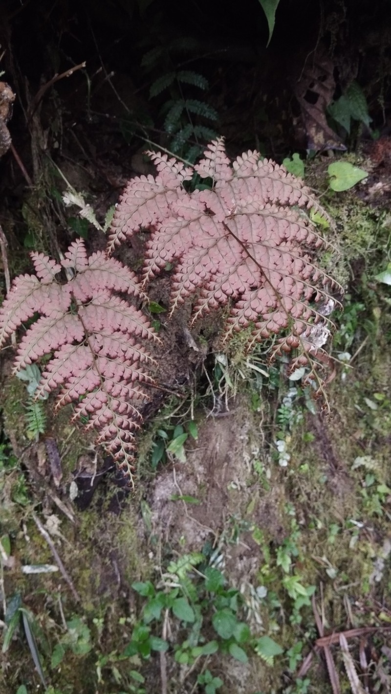 Leucostegia immersa photo 2