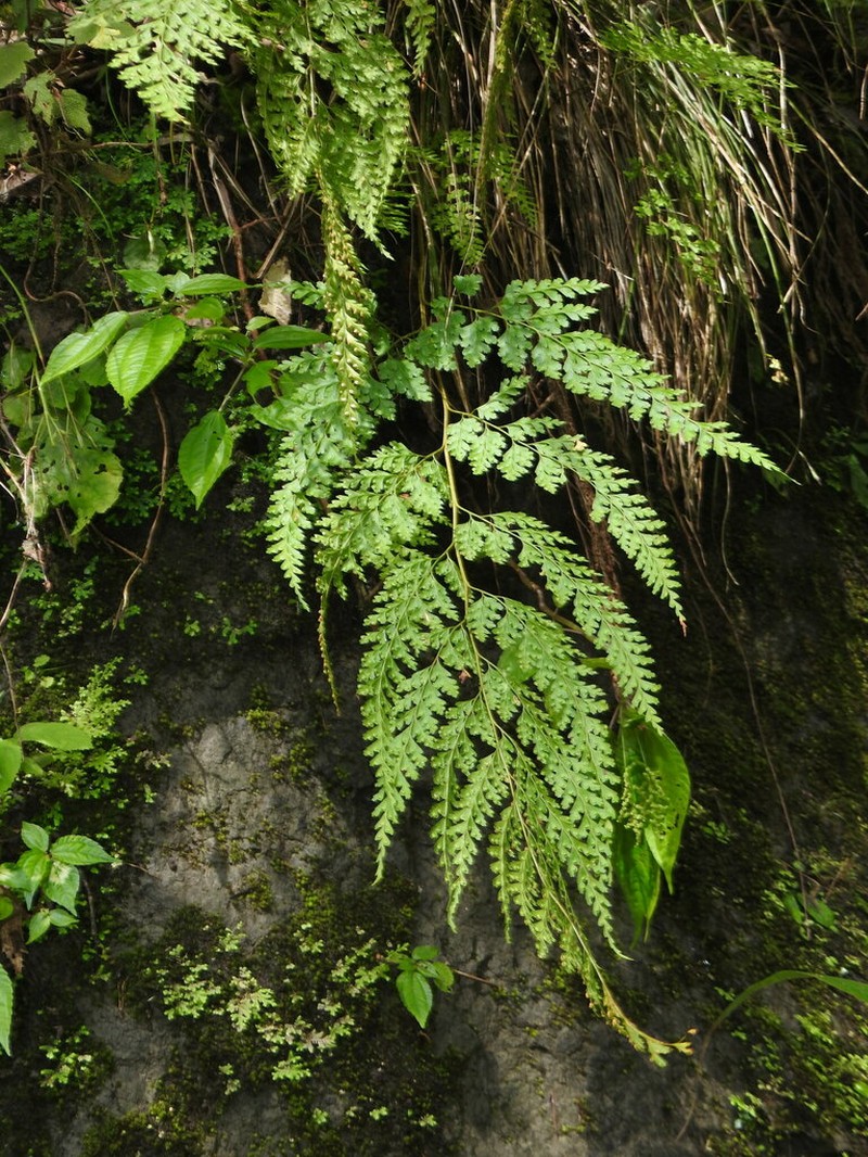 Leucostegia immersa photo 3