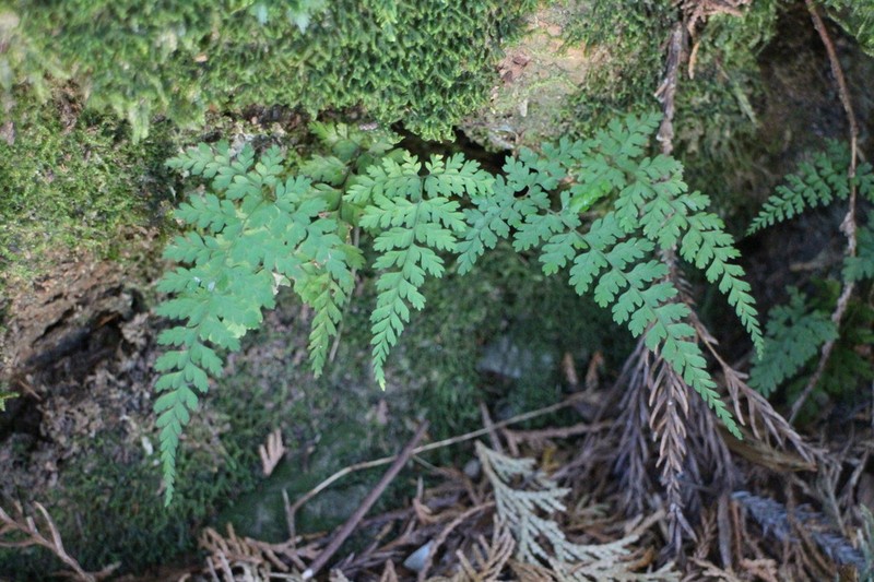 Leucostegia immersa photo 5