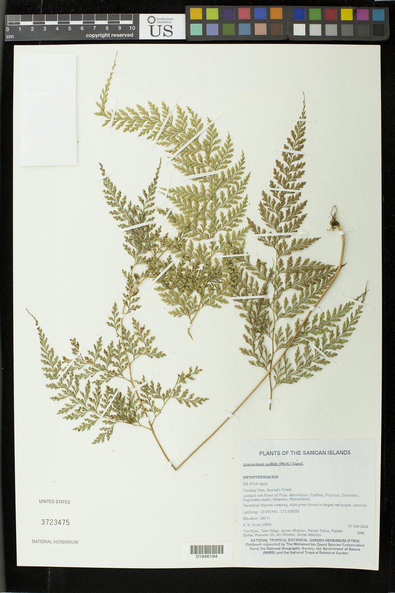 Leucostegia pallida photo 2