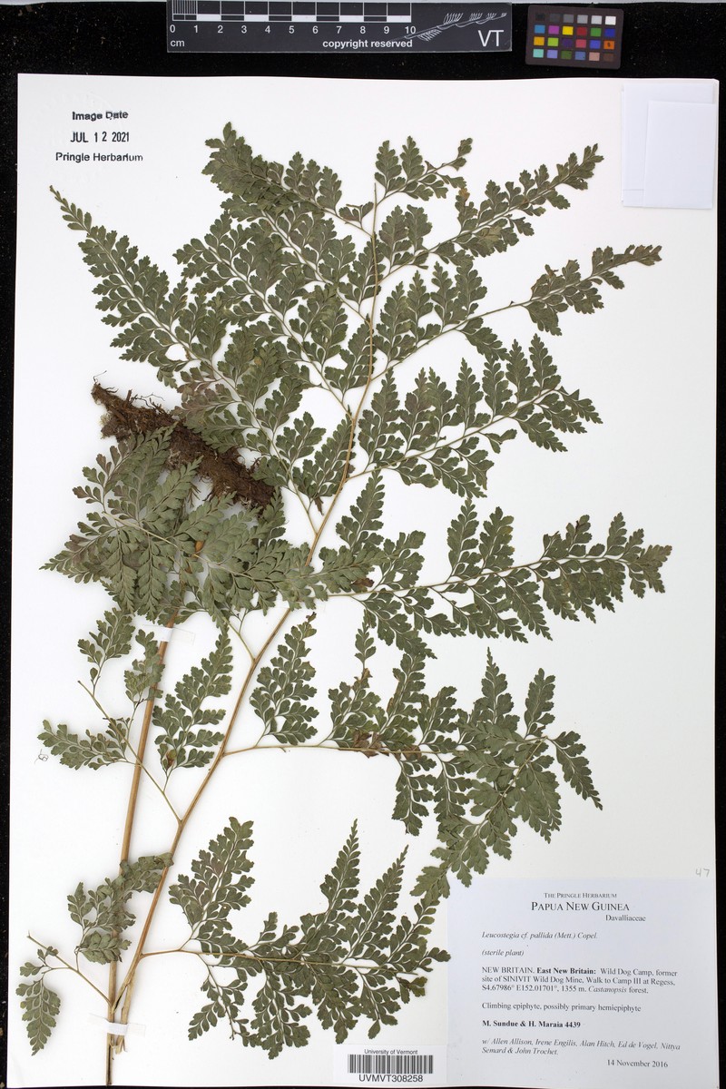 Leucostegia pallida photo 3