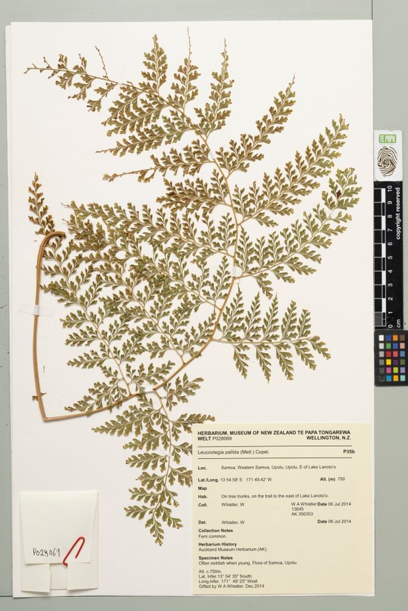 Leucostegia pallida photo 4
