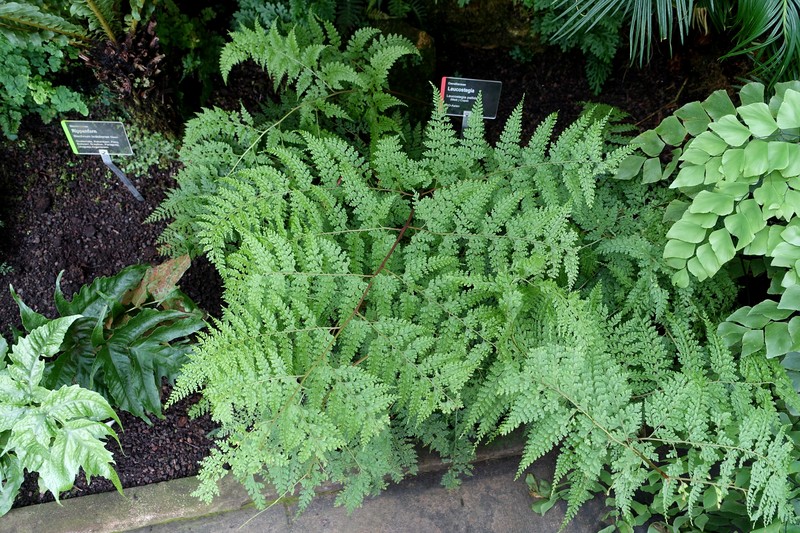 Leucostegia pallida