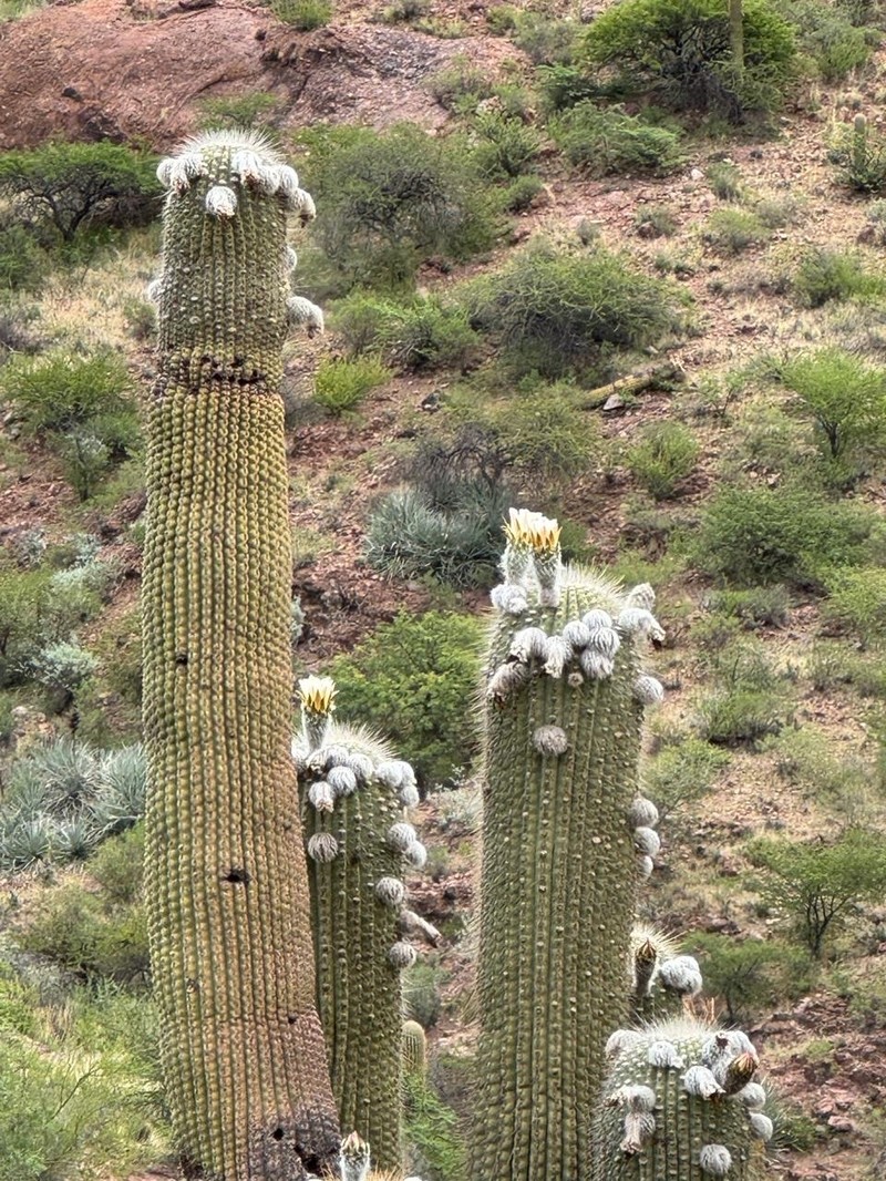 Leucostele atacamensis subsp. atacamensis