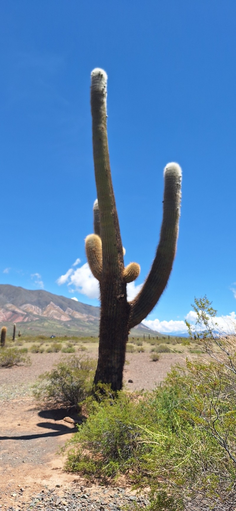 Leucostele atacamensis subsp. atacamensis photo 2