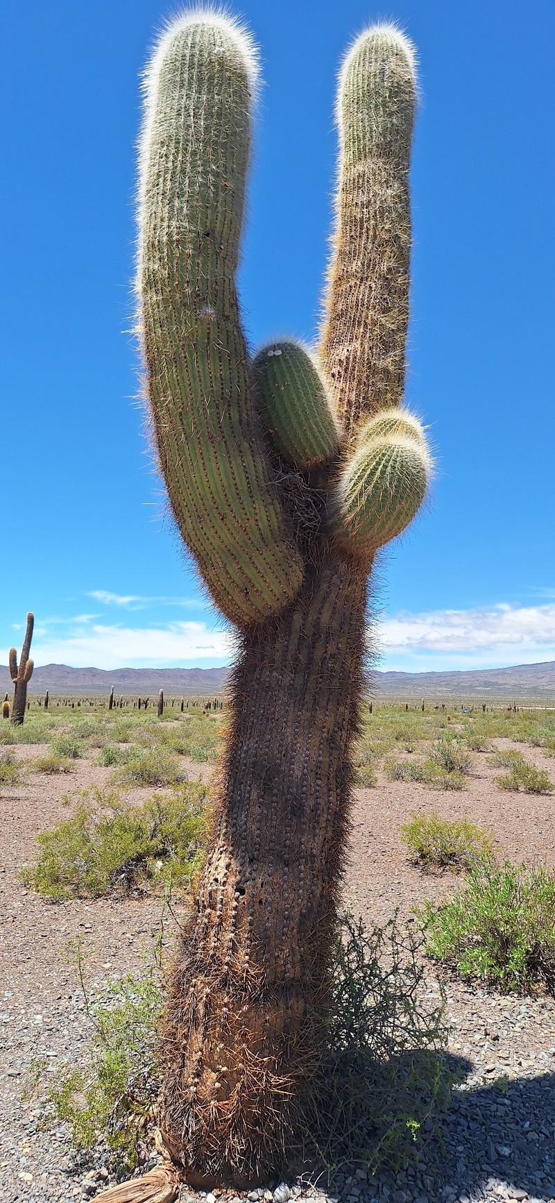 Leucostele atacamensis subsp. atacamensis photo 3