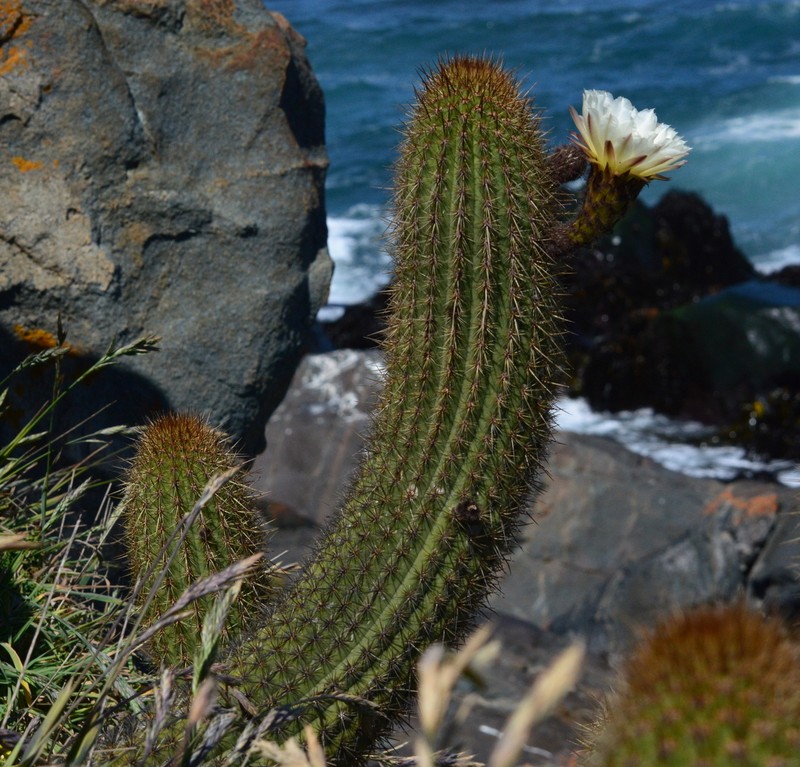 Leucostele bolligeriana