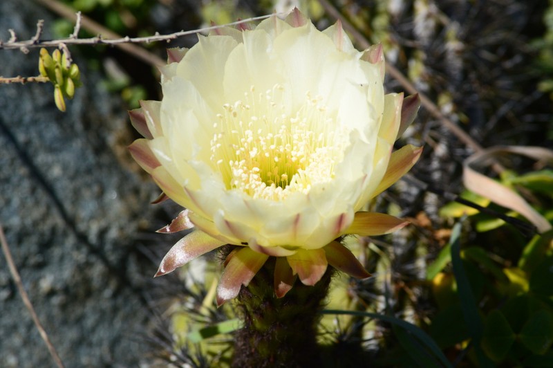 Leucostele bolligeriana photo 2
