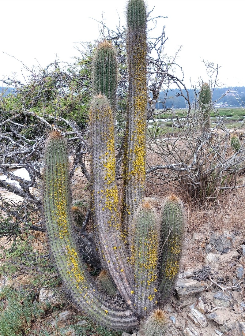 Leucostele bolligeriana photo 5