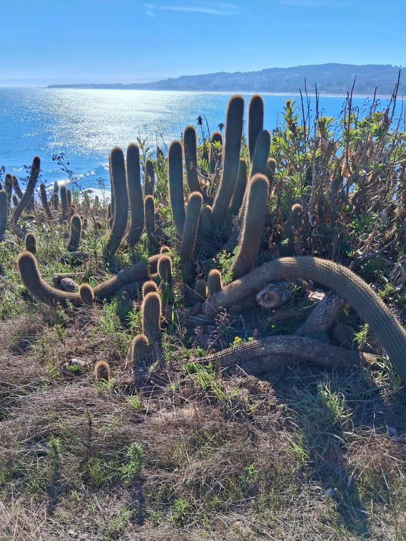 Leucostele bolligeriana photo 6