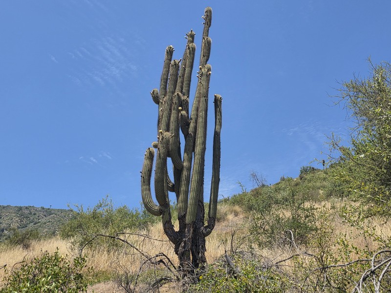 Leucostele chiloensis photo 2