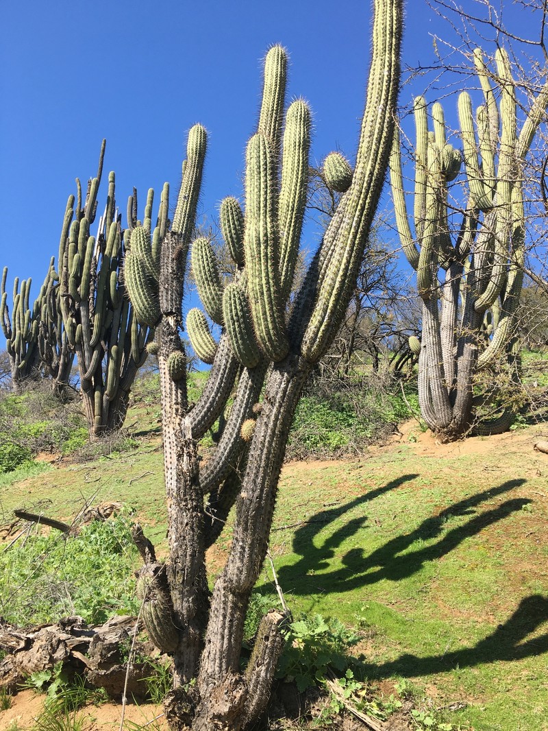 Leucostele chiloensis photo 3