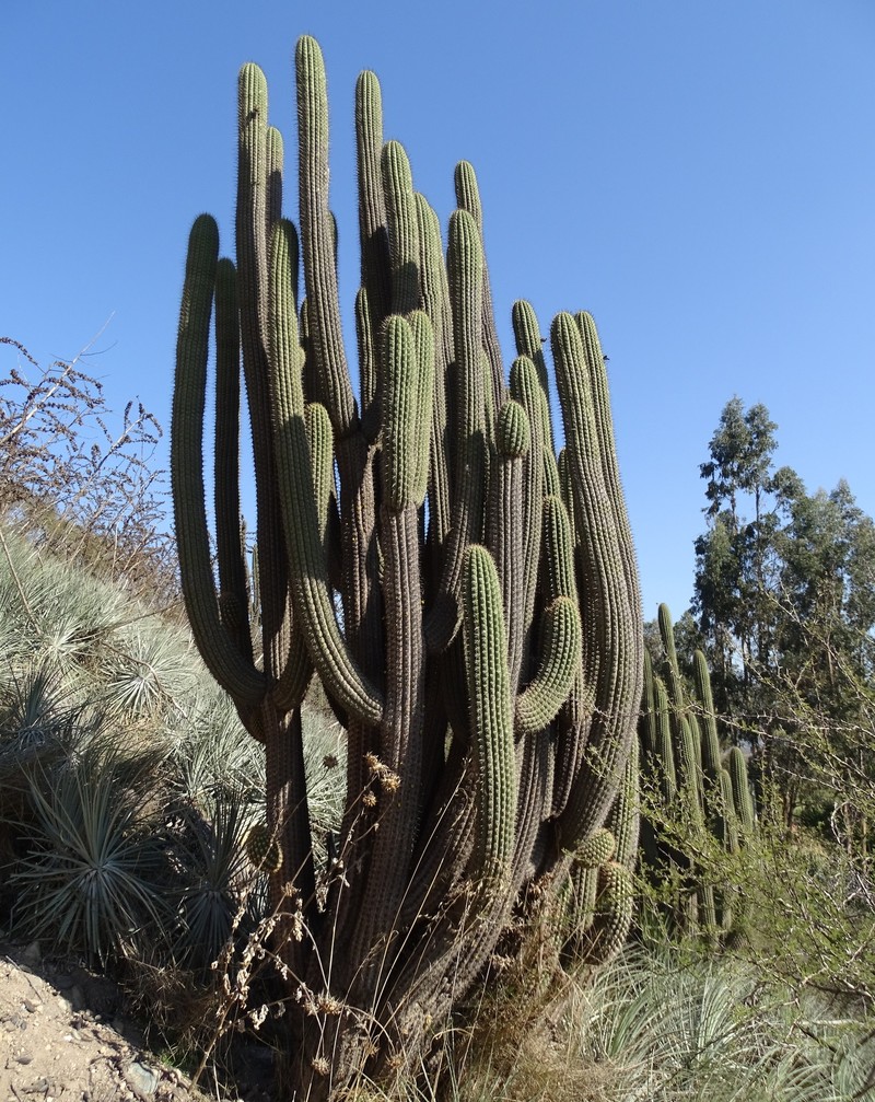 Leucostele chiloensis photo 4