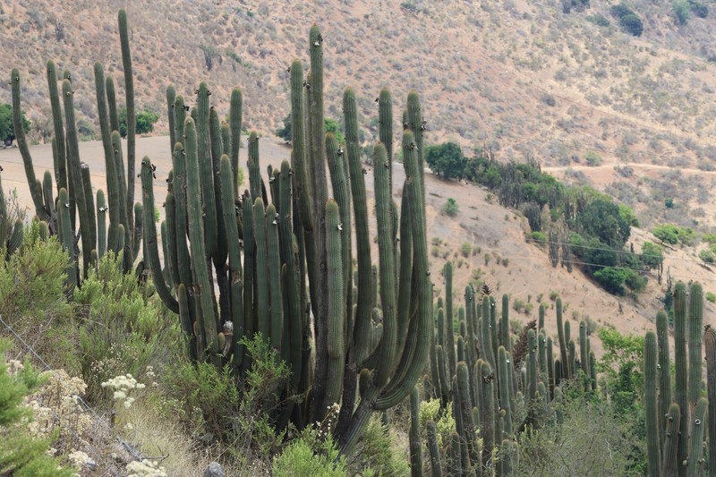 Leucostele chiloensis photo 7