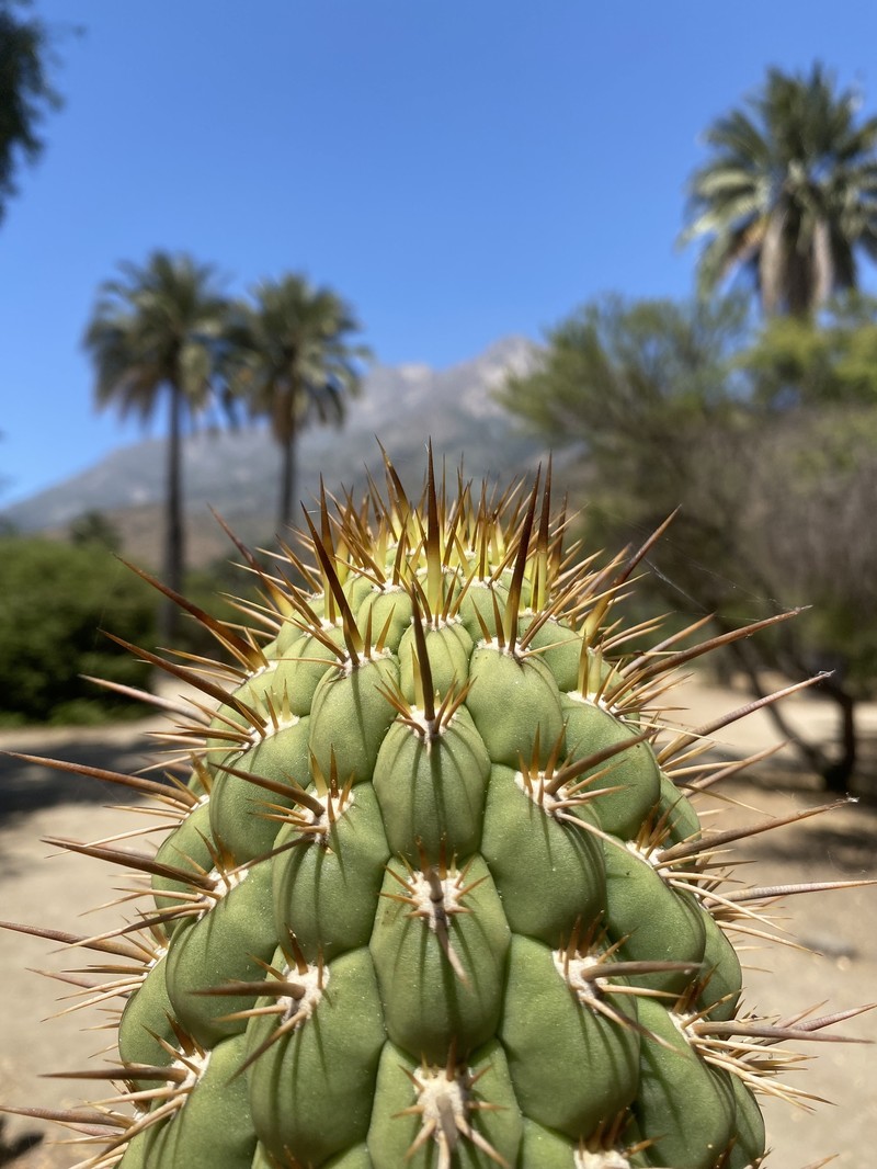 Leucostele chiloensis photo 8