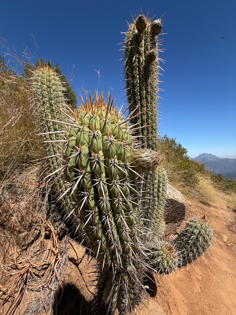 Leucostele chiloensis subsp. chiloensis