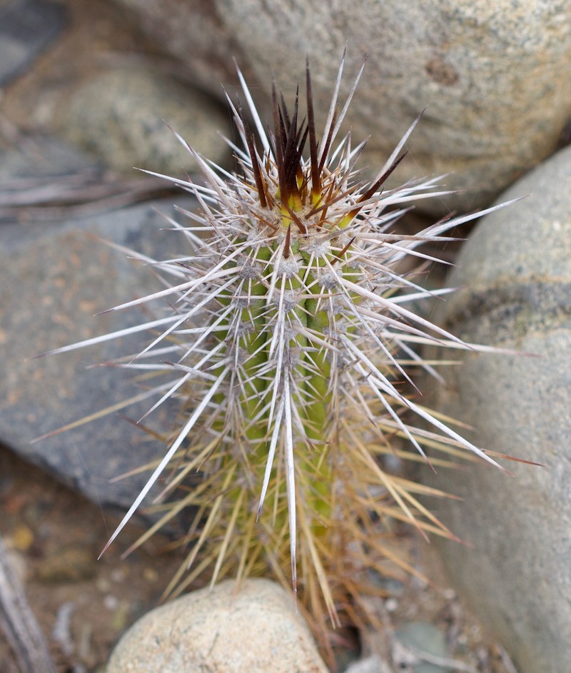 Leucostele deserticola