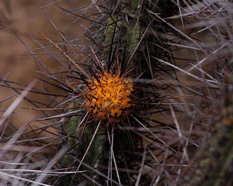 Leucostele deserticola photo 3