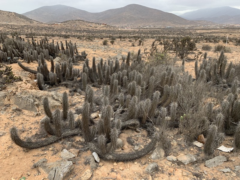 Leucostele deserticola photo 5