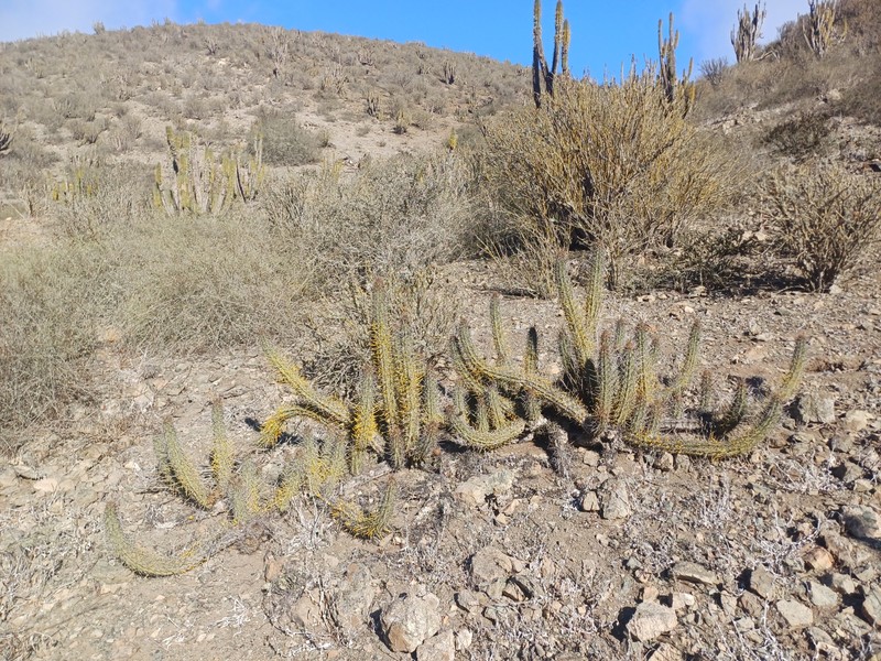 Leucostele deserticola photo 6